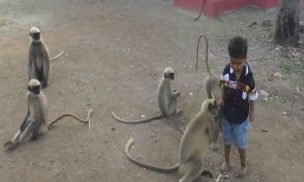 मुस्लिम महिला ने बंदर के नाम की लाखों की जायदाद, घर में मंदिर भी बनाया