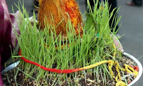 नवरात्रि पर क्यों उगाई जाती है जौ, क्या होते हैं इसके शुभ-अशुभ संकेत
