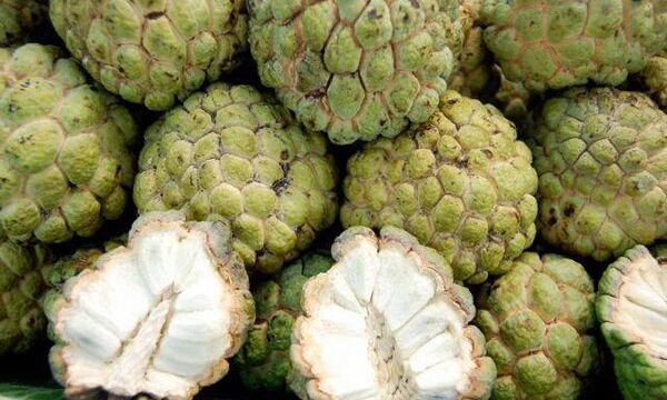 कैंसर से बचाव करते है सीताफल के बीज