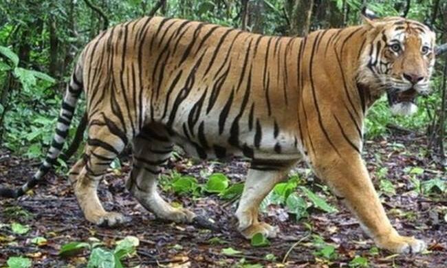 उत्तराखंड में जख्म दे रहे है वन्यजीव, मरहम का इंतजार