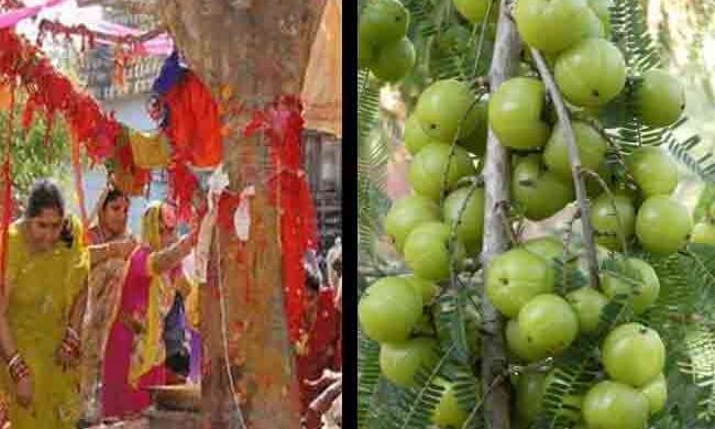 इस वजह से जरूर करना चाहिए आंवले के पेड़ के नीचे भोजन