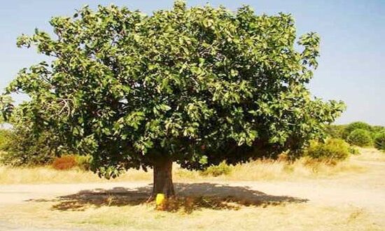 40 साल पहले मर चूका शख्स पेड़ की शक्ल में हुआ जिंदा...