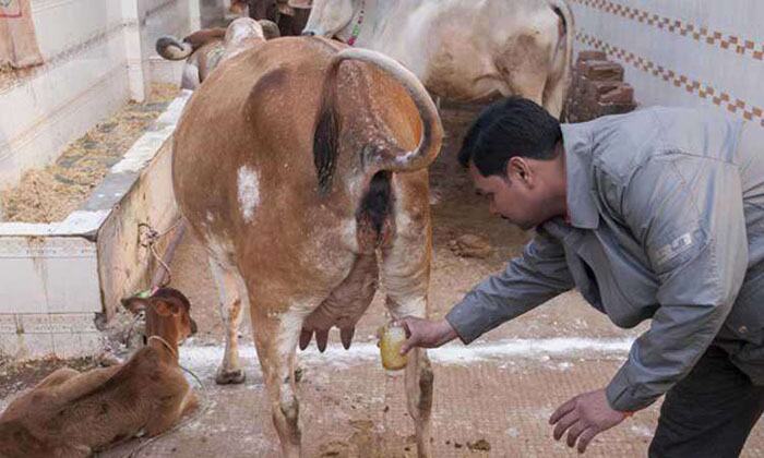 गौमूत्र के अद्भुत और चमत्कारिक फायदों से हैं अंजान? जानकर आज से ही शुरू कर देंगे इसका सेवन
