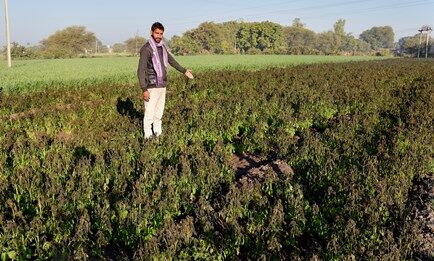MP में ठंड का कहर, इंदौर सहित दस जिलों में पाले से फसलें बर्बाद