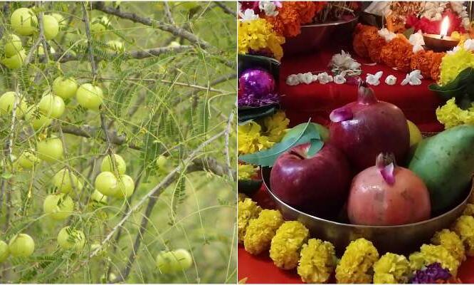 इसलिए की जाती है आंवले के पेड़ की पूजा