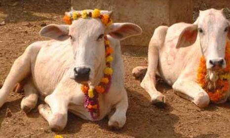 बुलंदशहर हिंसा- आपको केवल 2 लोगों की मौत की चिंता, 21 गायों की नहीं