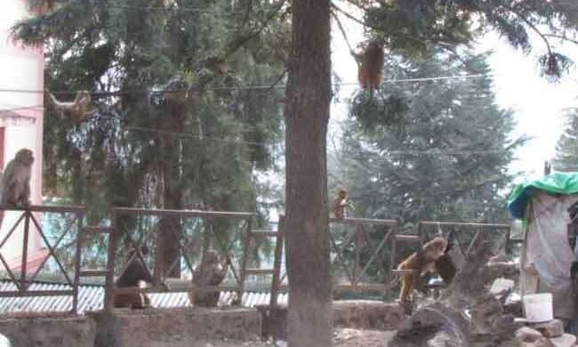 चमोली जिले में बंदरों ने छीना लोगों का चैन, पहुंचा रहे नुकसान