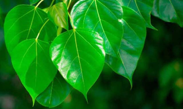 वास्तु ही नहीं वैज्ञानिक दृष्टि से भी इन पौधों को लगाना होगा फायदेमंद