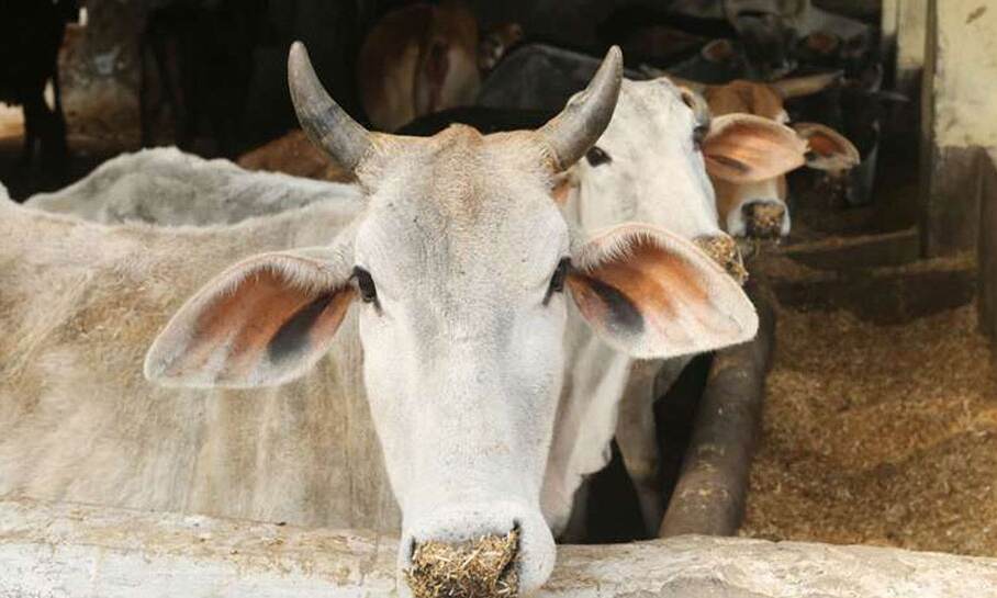 उत्‍तराखंड इस मामले में बना देश का पहला राज्‍य, प्रदेश में अब सिर्फ पैदा होंगी बछियां