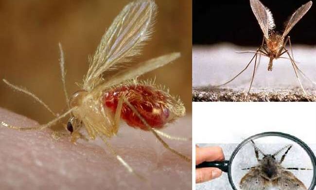 जरा हटकर है मक्खियों का यह बैंक, फायदे जानकार हैरान रह जाएंगे आप