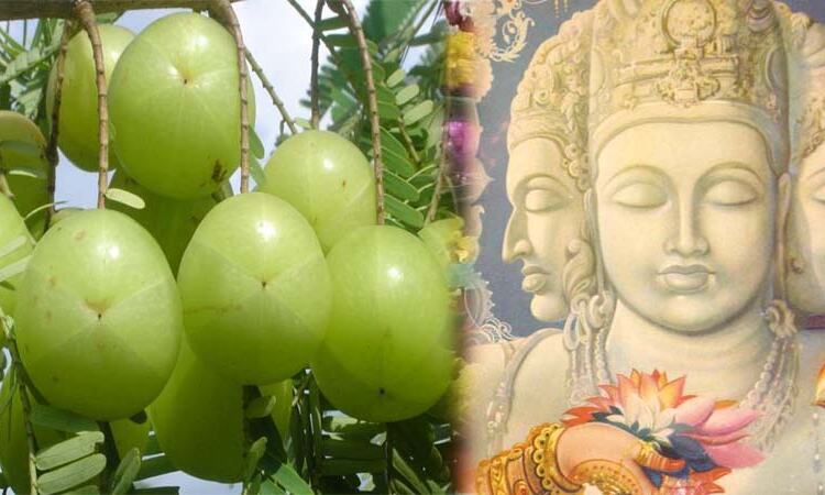 इस भगवान के आंसुओं से हुई थी आंवला की उत्पत्ति
