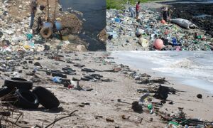 World Ocean Day 2019: 10 लाख पक्षी, समुद्री प्रदूषण से हर साल मर रहे...