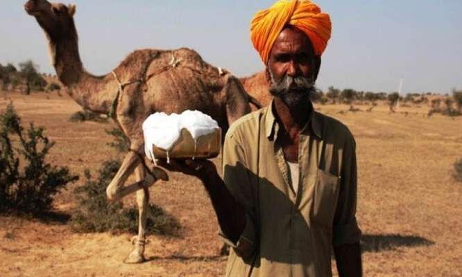 ऊंटनी का दूध पीने से होने वाले फायदे जान हैरान हो जाएंगे आप