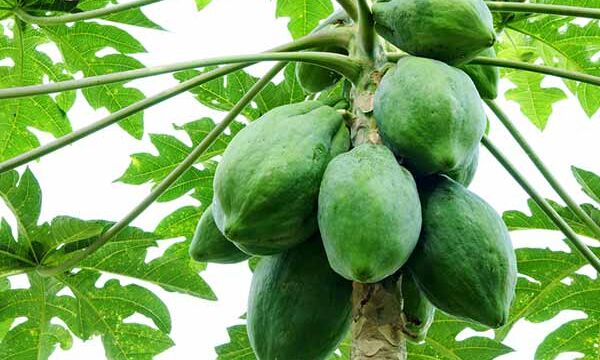 हेल्थ टिप्स: वजन घटाने में मददगार कच्चा पपीता, पढ़ें घरेलू नुस्खे