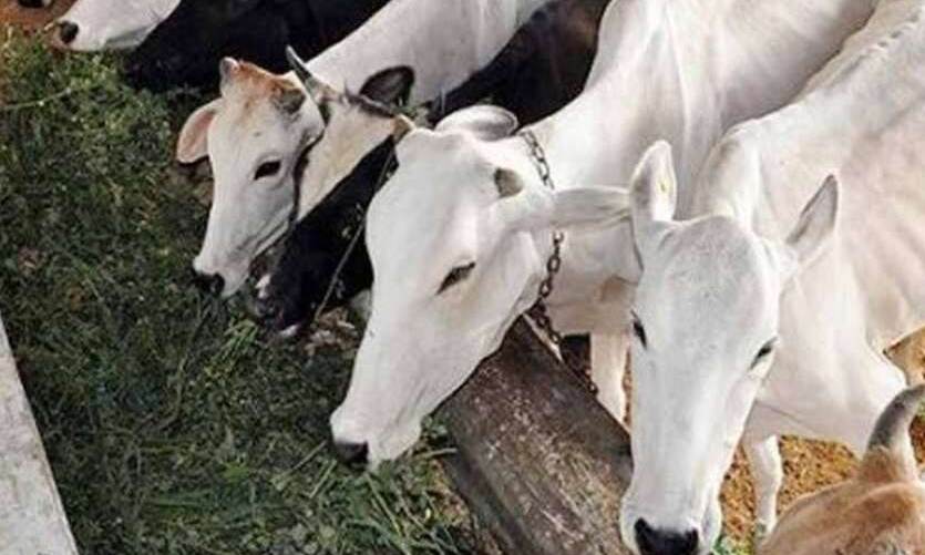 मध्य प्रदेश में लोग सरकारी जमीन पर गौशाला खोल सकते: कमलनाथ