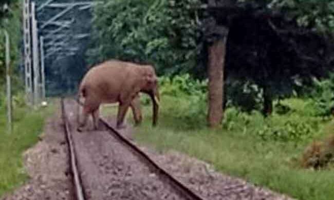 रायवाला के पास रेल ट्रैक पर आया हाथी