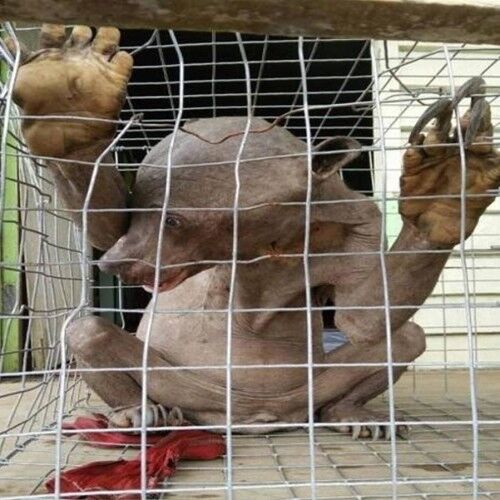 एलियन समझ पकड़ लिया ऐसा जीव, जब पता चला सच तो पैरों तलें निकली जमीन