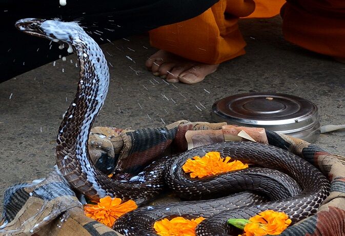 नाग पंचमी: जानिए, कितना सुरक्षित हैं आपका घर और आपके बच्चे... नाग पंचमी: जानिए, कितना सुरक्षित हैं आपका घर और आपके बच्चे...