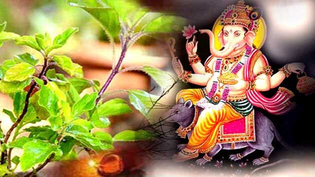 इस वजह से पूजा में गणेश भगवान को नहीं चढ़ाई जाती तुलसी