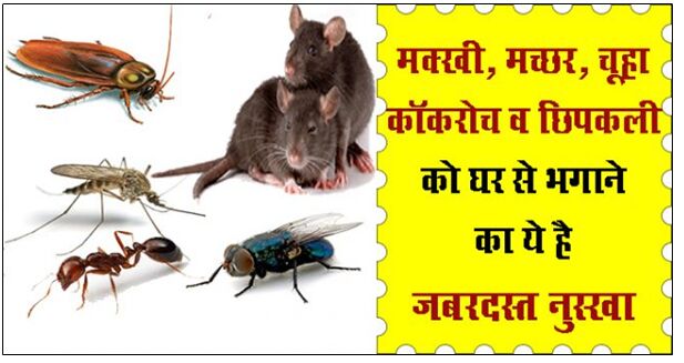 ये है मक्खी, मच्छर, चूहा, छिपकली और कॉकरोच को घर से दूर भगाने के आसान उपाय !