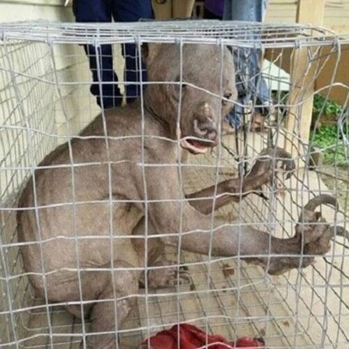 एलियन समझ पकड़ लिया ऐसा जीव, जब पता चला सच तो पैरों तलें निकली जमीन