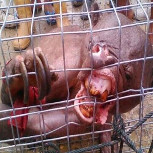 एलियन समझ पकड़ लिया ऐसा जीव, जब पता चला सच तो पैरों तलें निकली जमीन