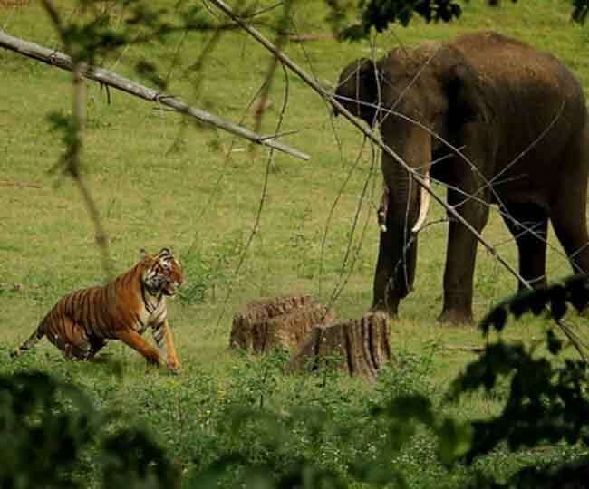 बाघ और हाथियों के बीच चल रहा संघर्ष: जिम कॉर्बेट बाघ और हाथियों के बीच चल रहा संघर्ष: जिम कॉर्बेट