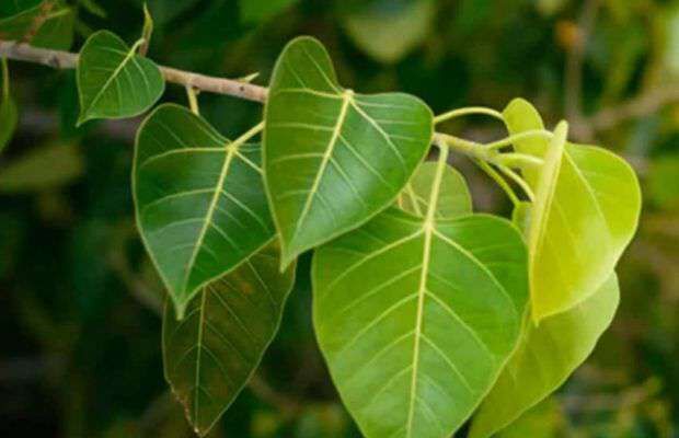 हफ्ते में इस दिन पीपल का पेड़ छूने से आपको मिलेगा लाभ...
