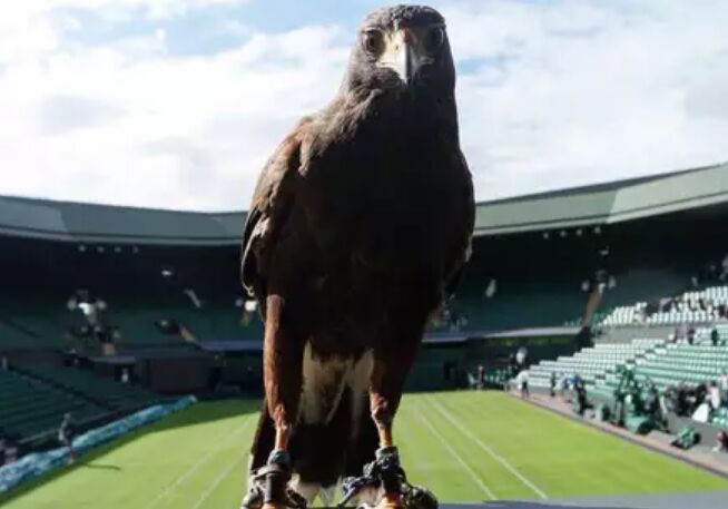 ये बाज़ पुरे 10 साल से Wimbledon कोर्ट की कर रहा है निगरानी