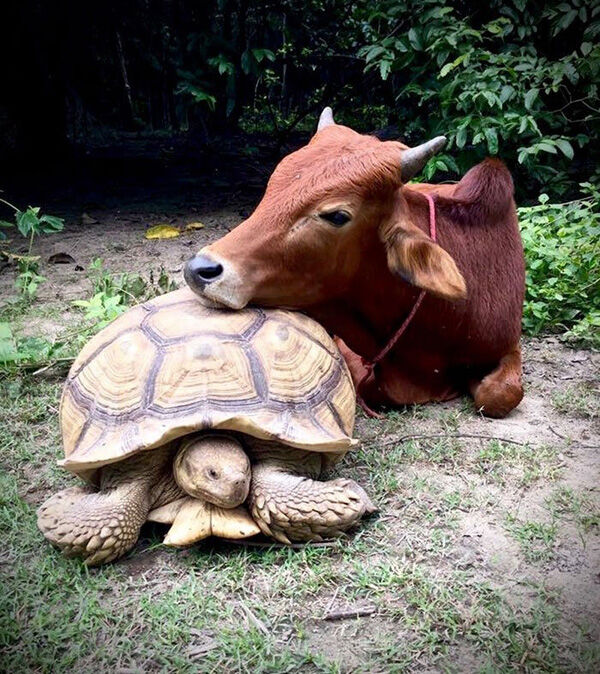 गाय के प्यार में गिरफ्तार हो गया कछुआ, दोनों रहते हैं हमेशा साथ- देखिये तस्वीरें
