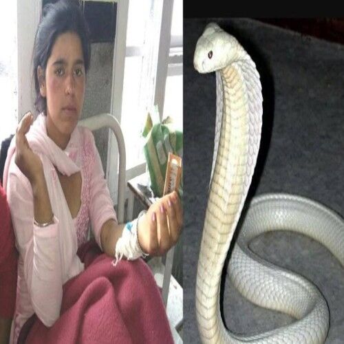 34 बार सांप के काटने के बाद भी जिंदा है ये लड़की, रहस्य बनी इसकी जिंदगी 34 बार सांप के काटने के बाद भी जिंदा है ये लड़की, रहस्य बनी इसकी जिंदगी
