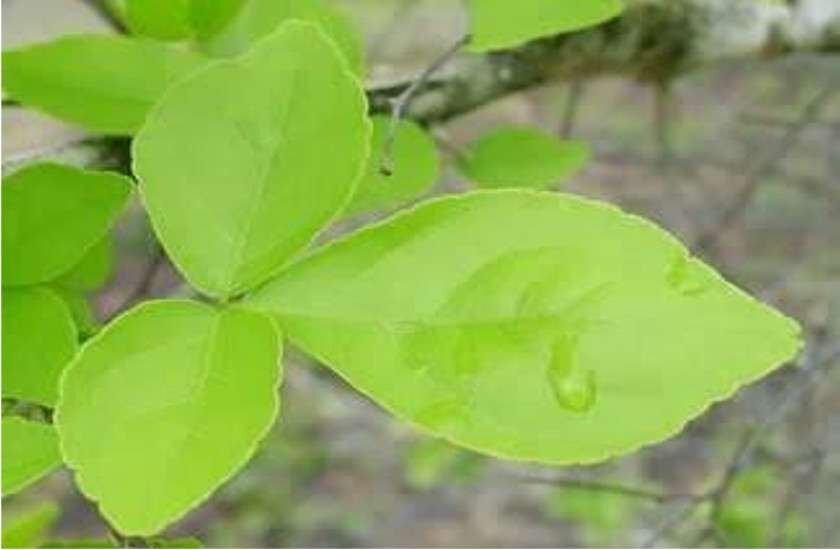 बेलपत्र तोड़ते समय रखा इन बातों का ख्याल तो हो जाओगे मालामाल बेलपत्र तोड़ते समय रखा इन बातों का ख्याल तो हो जाओगे मालामाल