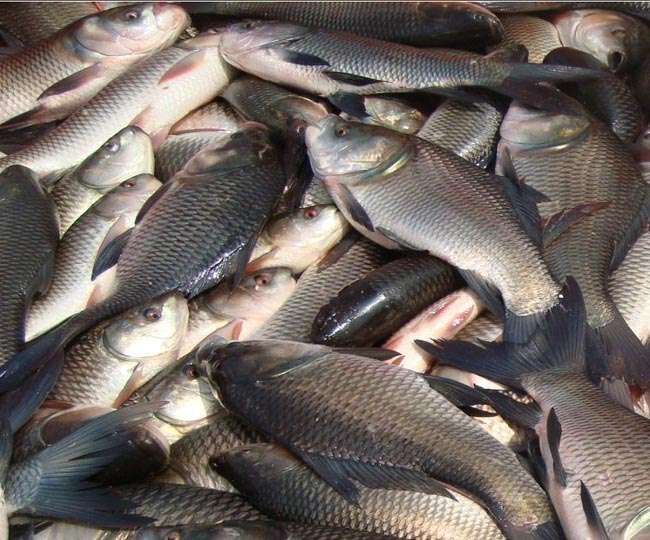 यह मछली दे सकती जानलेवा कैंसर, प्रतिबंध लगाएगी बिहार सरकार