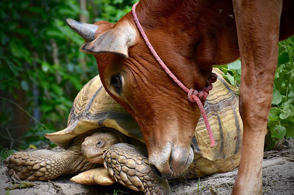गाय के प्यार में गिरफ्तार हो गया कछुआ, दोनों रहते हैं हमेशा साथ- देखिये तस्वीरें