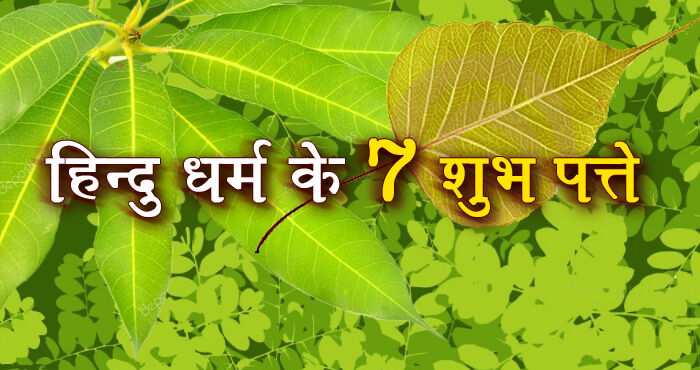 शास्त्रों के अनुसार ये सात पत्ते होते हैं बेहद शुभफलदायी, बना सकते हैं रंक को भी राजा