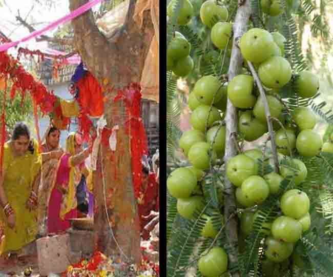 इस वजह से जरूर करना चाहिए आंवले के पेड़ के नीचे भोजन