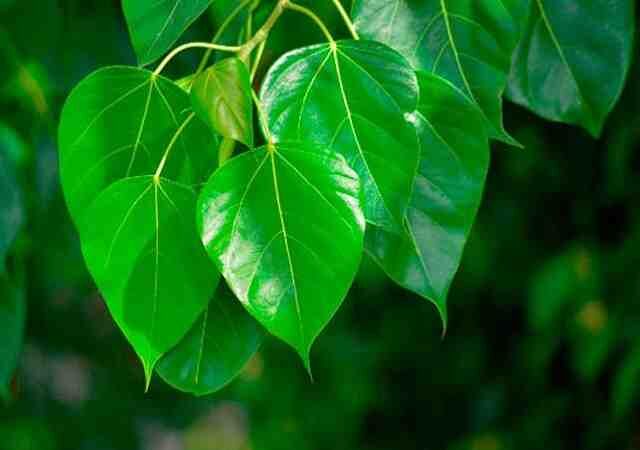 कब्ज की समस्या से हैं परेशान तो पीपल का पेड़ करेगा आपका इलाज