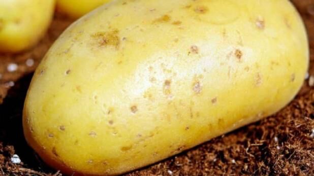 त्वचा पर ऐसे आलू लगाने से बढ़ती है सुंदरता