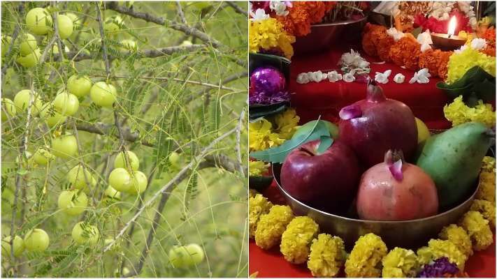 इसलिए की जाती है आंवले के पेड़ की पूजा