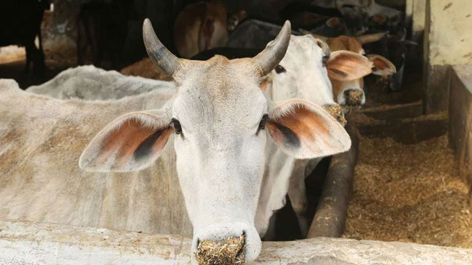 उत्‍तराखंड इस मामले में बना देश का पहला राज्‍य, प्रदेश में अब सिर्फ पैदा होंगी बछियां