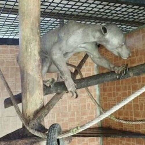 एलियन समझ पकड़ लिया ऐसा जीव, जब पता चला सच तो पैरों तलें निकली जमीन