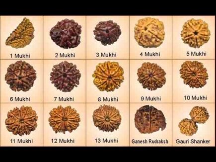 करें असली और नकली रुद्राक्ष की पहचान करें असली और नकली रुद्राक्ष की पहचान