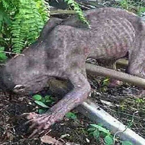 एलियन समझ पकड़ लिया ऐसा जीव, जब पता चला सच तो पैरों तलें निकली जमीन