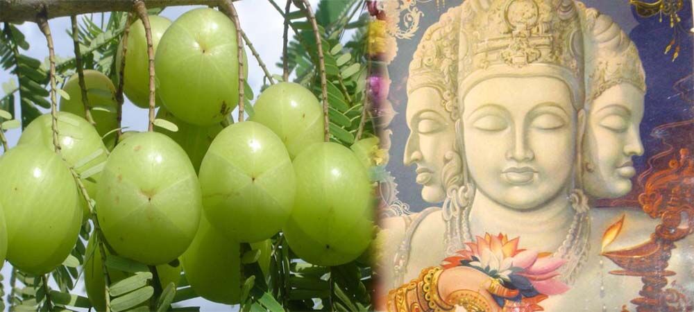 इस भगवान के आंसुओं से हुई थी आंवला की उत्पत्ति