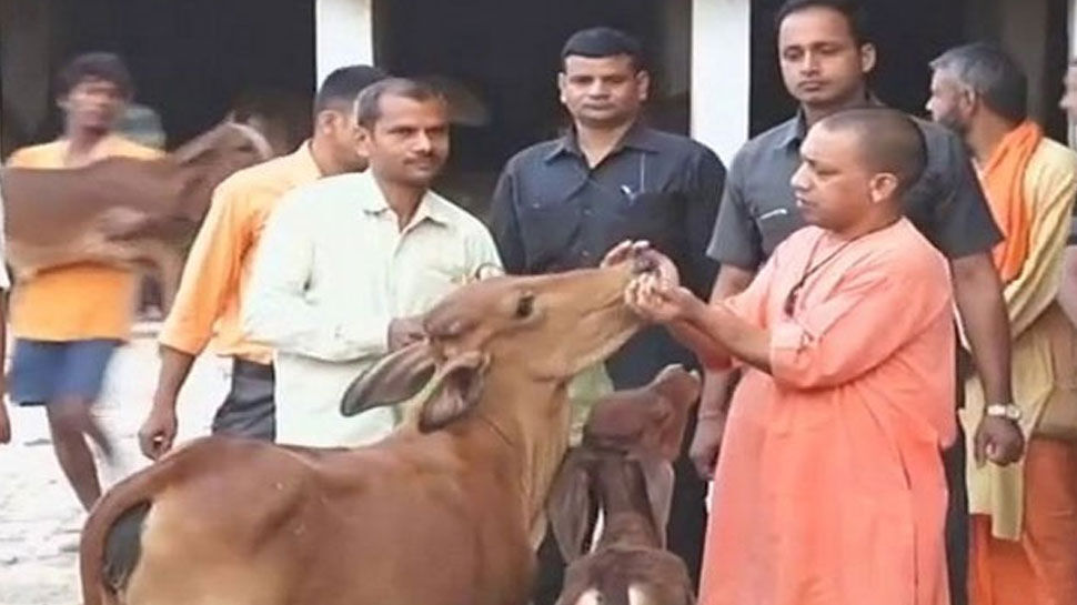 UP के नगर निगमों में आवारा गोवंश के रखरखाव के लिए 17.52 करोड़ की मंजूरी
