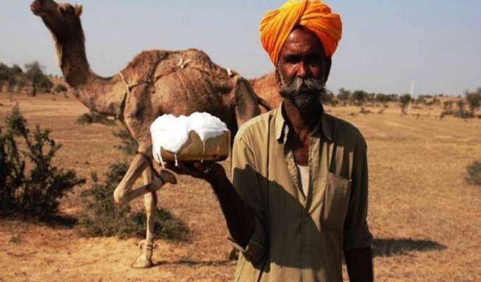 ऊंटनी का दूध पीने से होने वाले फायदे जान हैरान हो जाएंगे आप