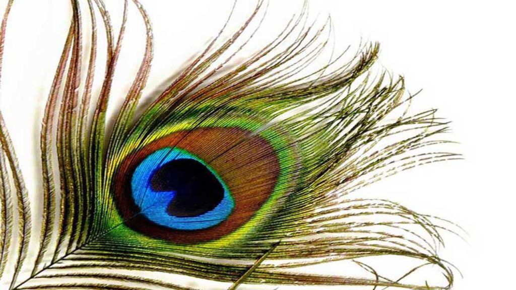 अगर एक दिन मे चमकानी हैं अपनी किस्मत, तो आज ही घर लाये ये खूबसूरत चीज
