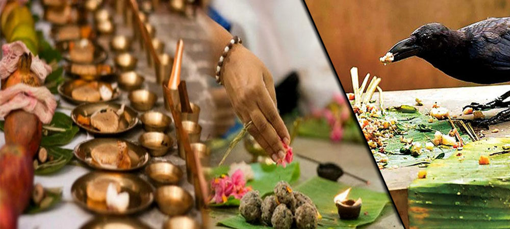 जानिए, श्राद्ध और कौए का आखिर क्या है Connection