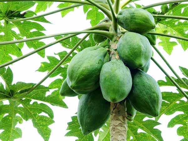 हेल्थ टिप्स: वजन घटाने में मददगार कच्चा पपीता, पढ़ें घरेलू नुस्खे