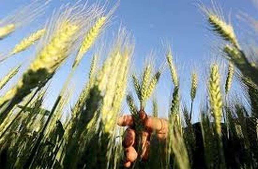 बिहार : औने-पौने दाम पर गेहूं बेचने को मजबूर हैं किसान